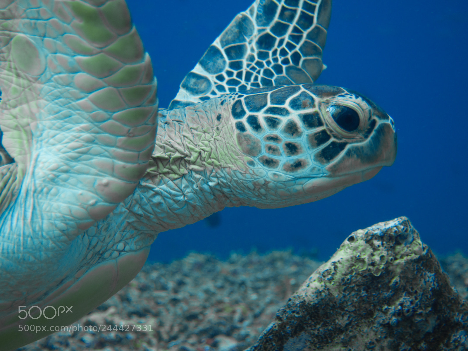 Olympus OM-D E-M10 sample photo. Green turtle photography