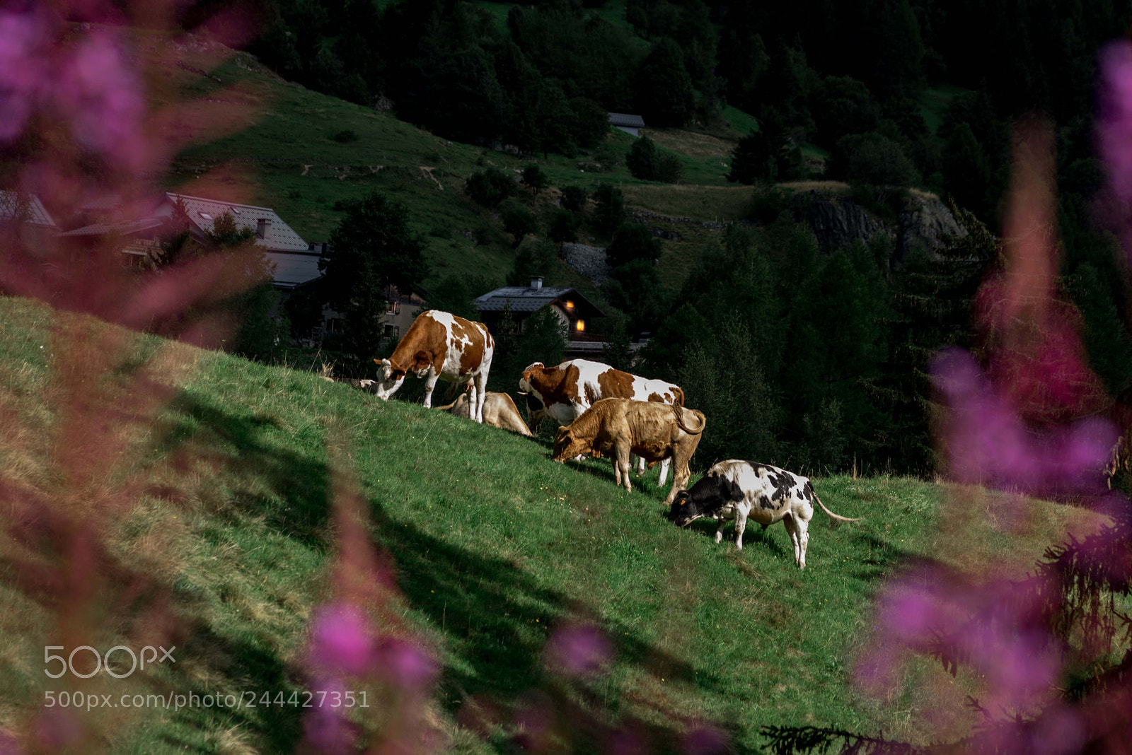 Nikon D810 sample photo. Until the cows come photography