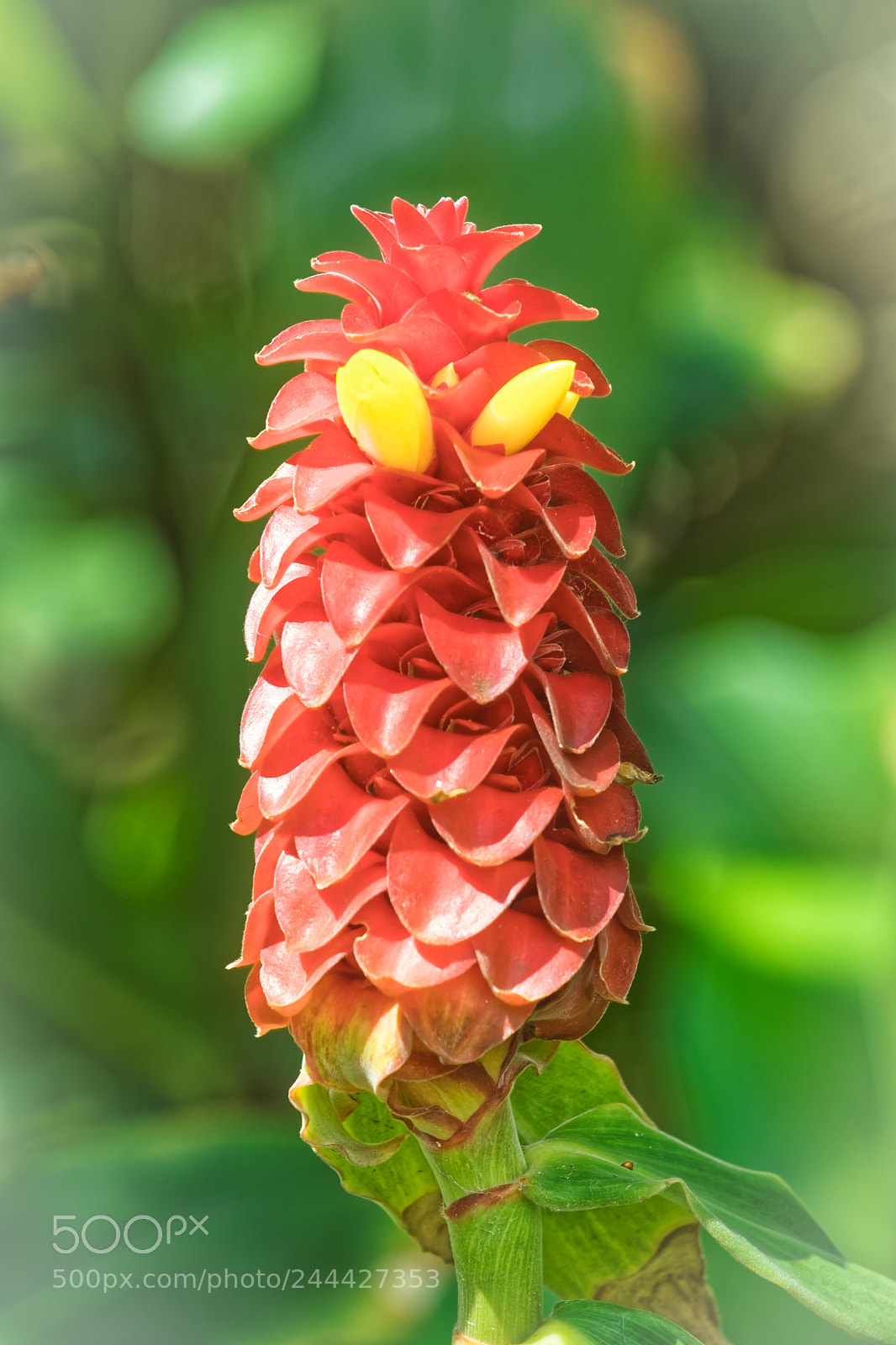 Canon EOS M5 sample photo. Spiral ginger photography