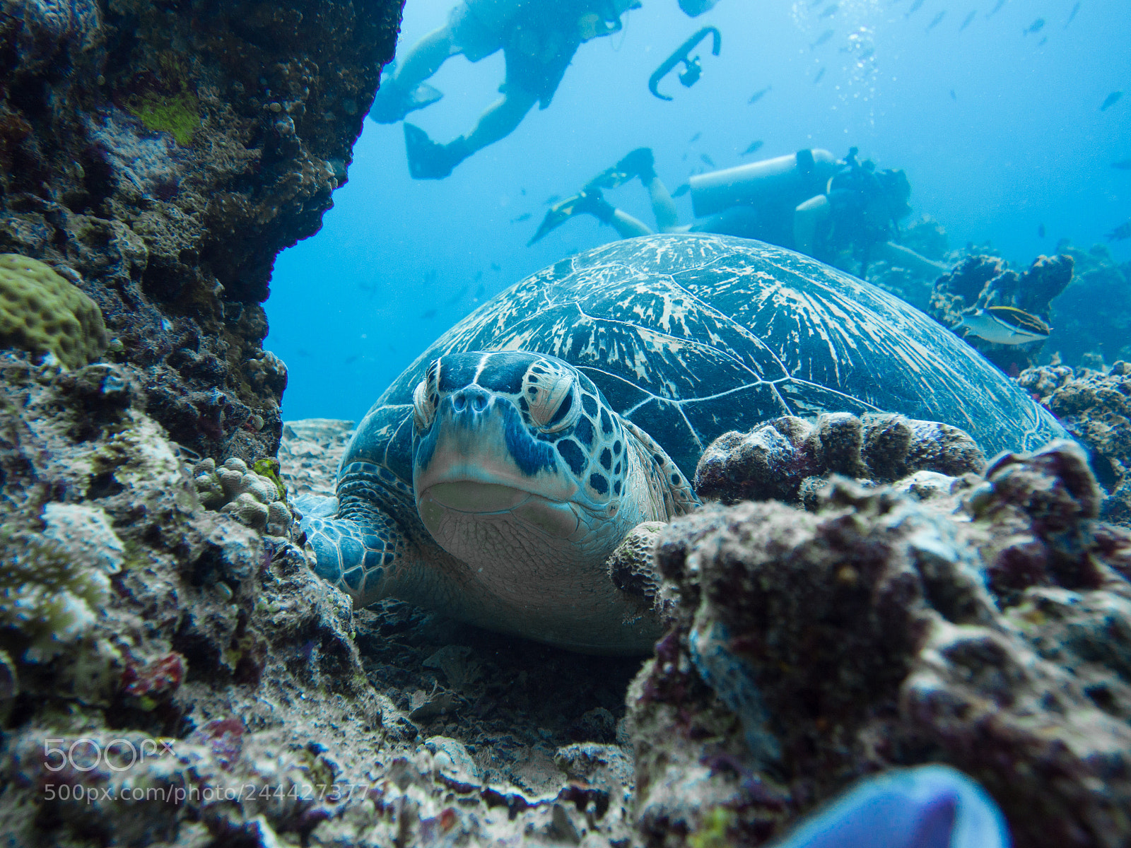 Olympus OM-D E-M10 sample photo. Green turtle photography