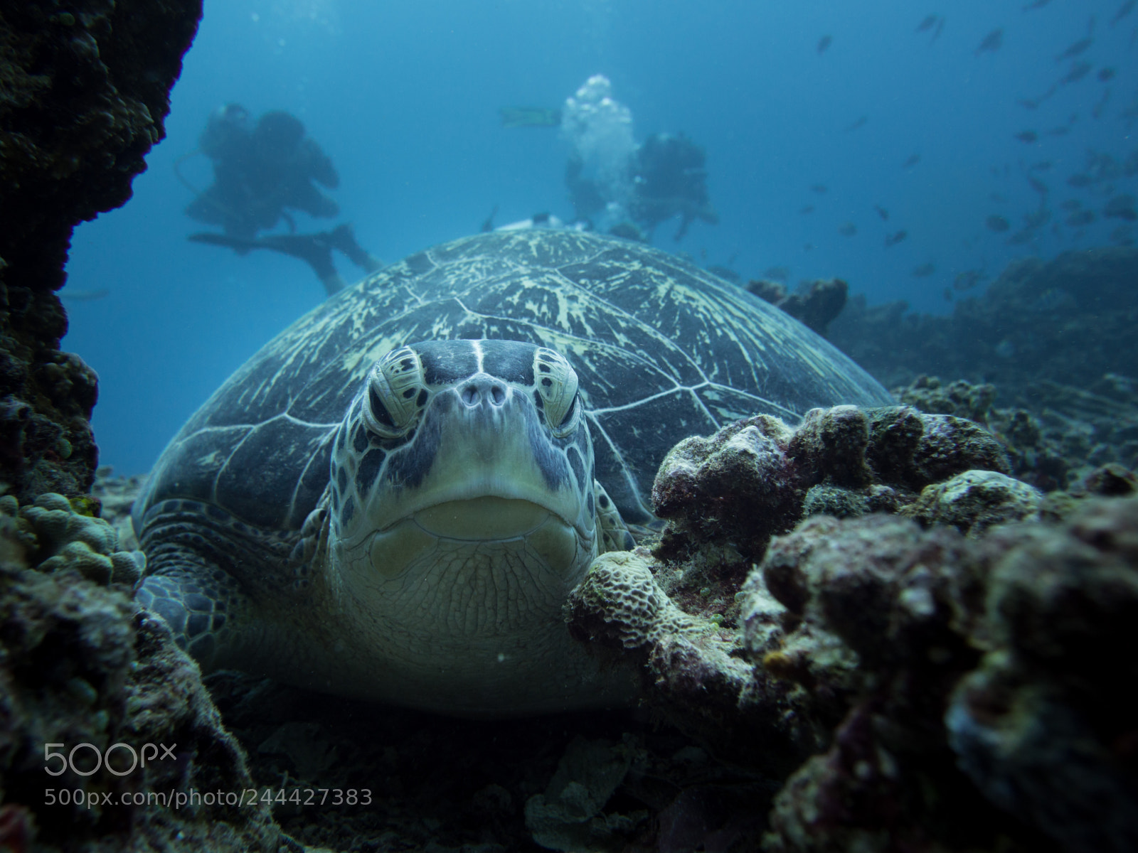 Olympus OM-D E-M10 sample photo. Green turtle photography