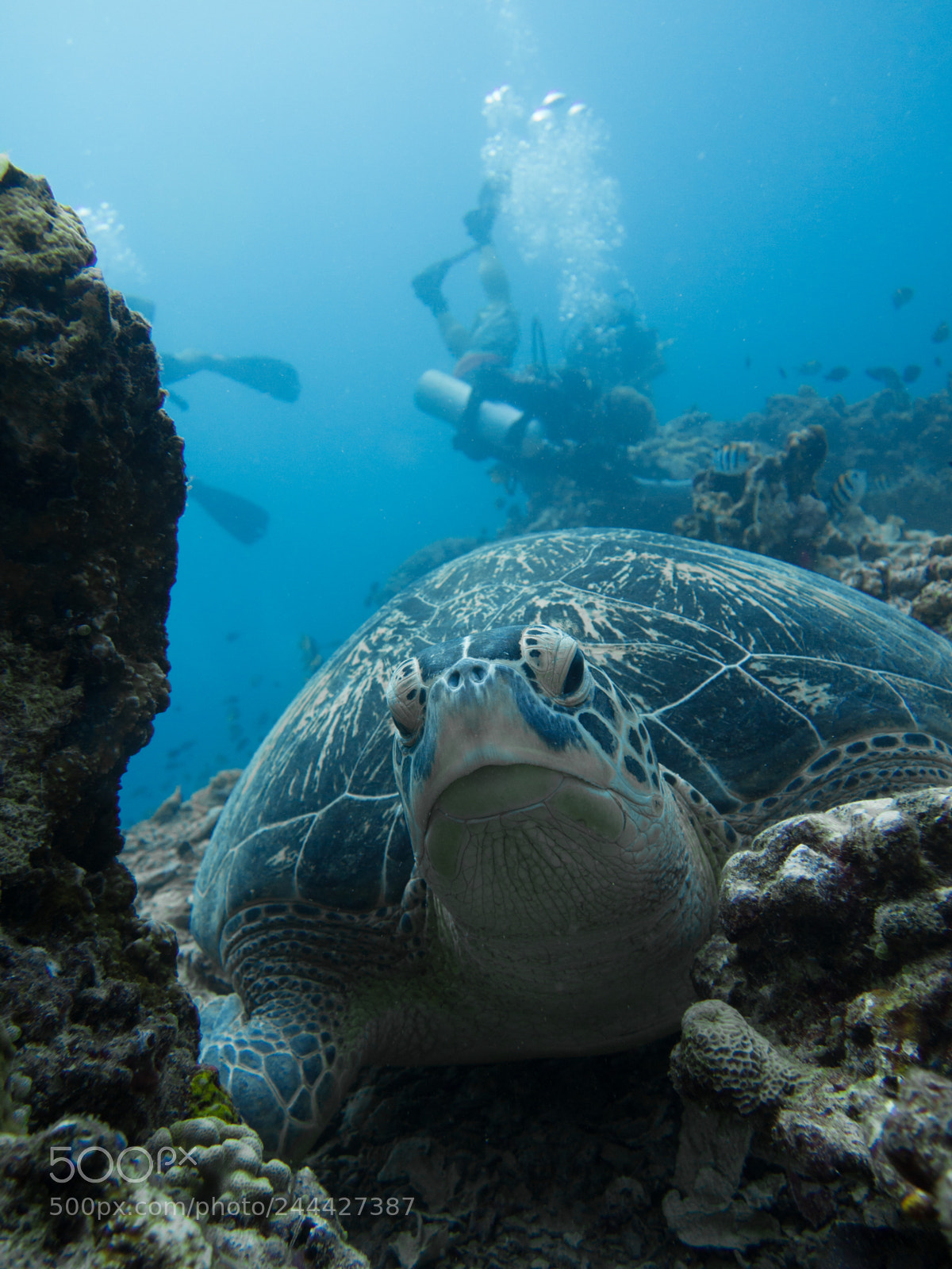 Olympus OM-D E-M10 sample photo. Green turtle photography