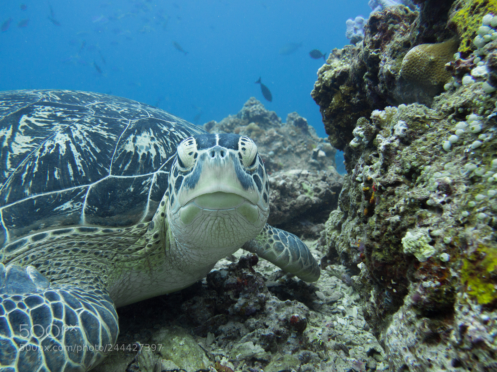 Olympus OM-D E-M10 sample photo. Green turtle photography