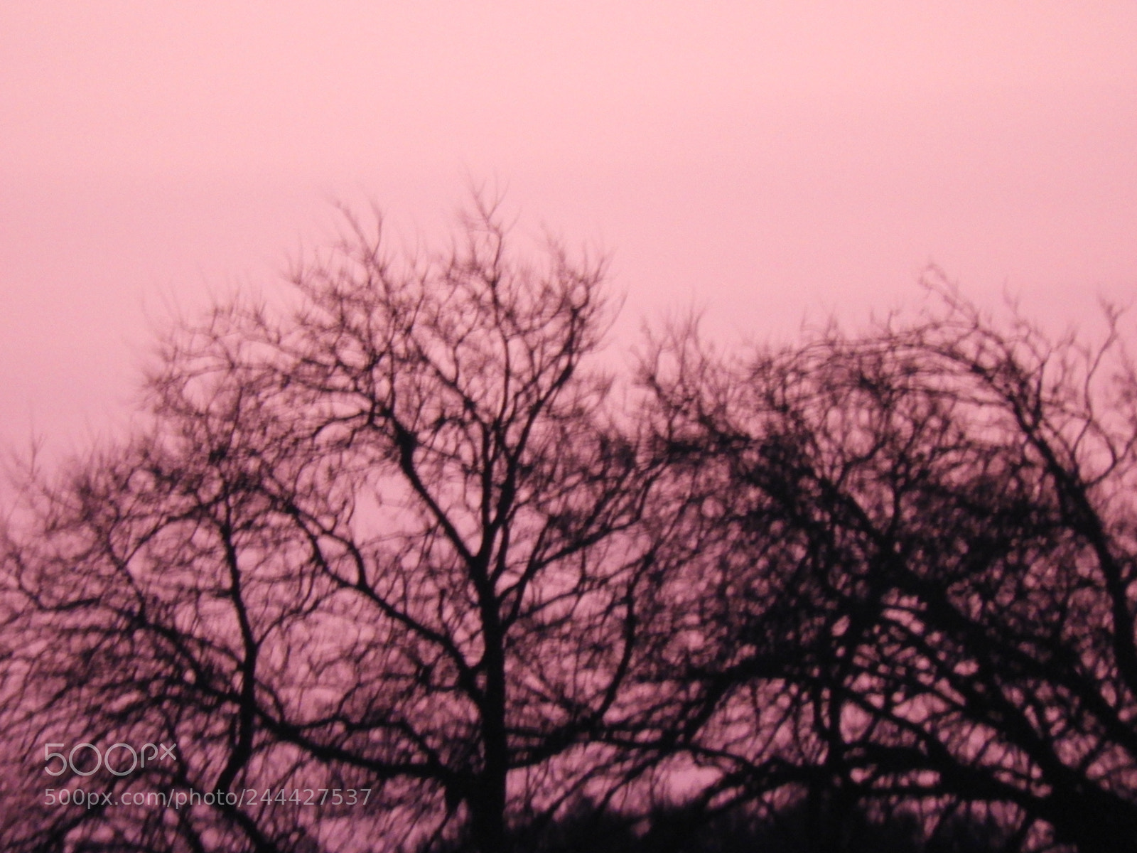 Nikon Coolpix B700 sample photo. Tree silhouette at sunrise photography