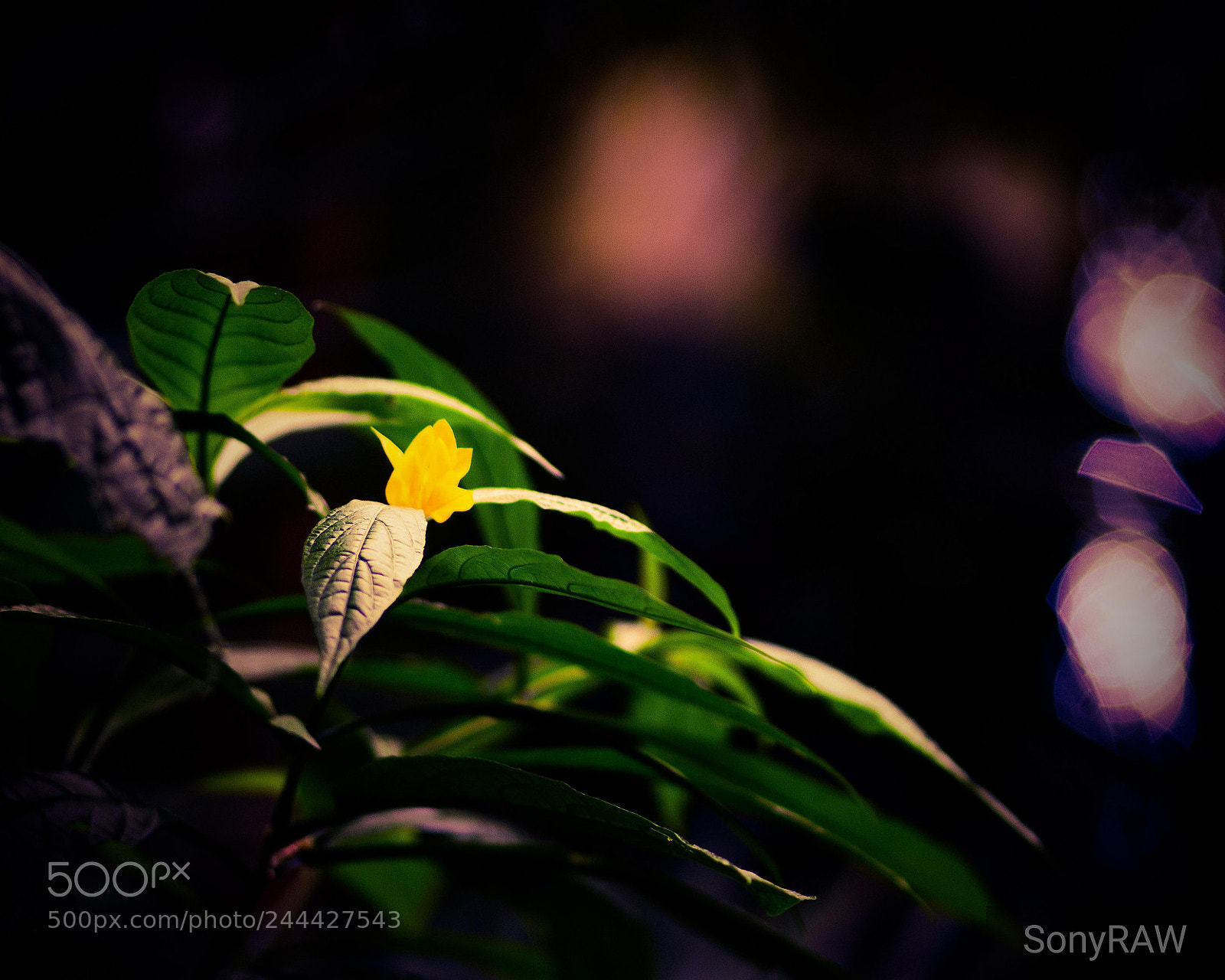 Sony a6500 sample photo. Yellow hibiscus photography