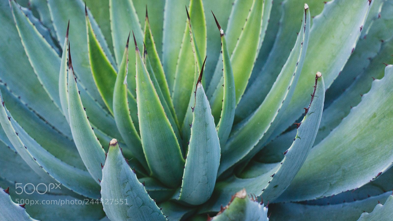 Sony Alpha NEX-7 sample photo. Untitled photography