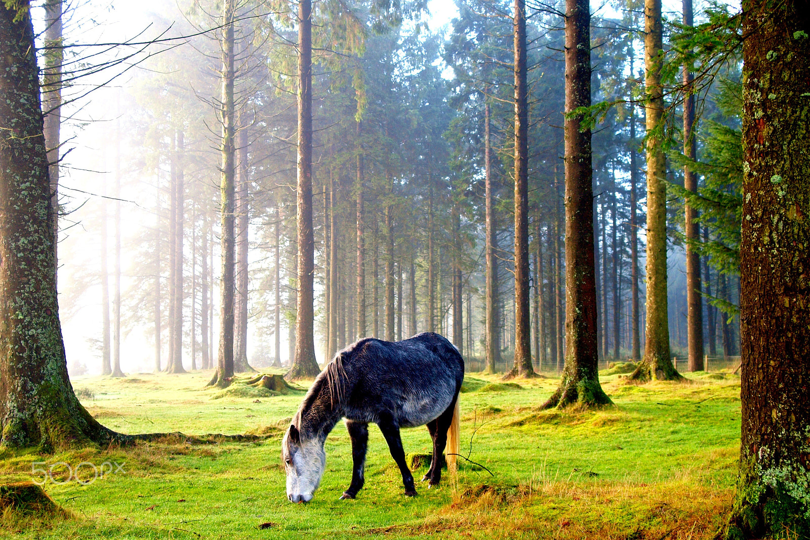 Olympus E-30 sample photo. "wild & free" photography