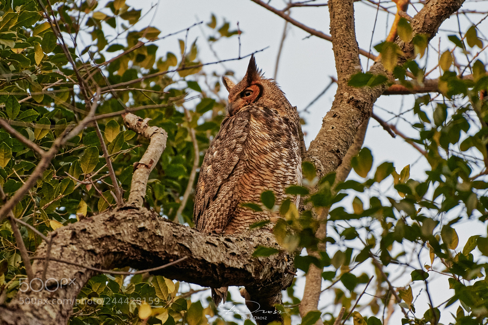 Nikon D500 sample photo. Great horned owl photography