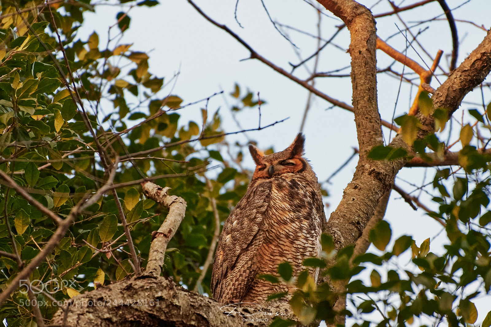 Nikon D500 sample photo. Great horned owl photography