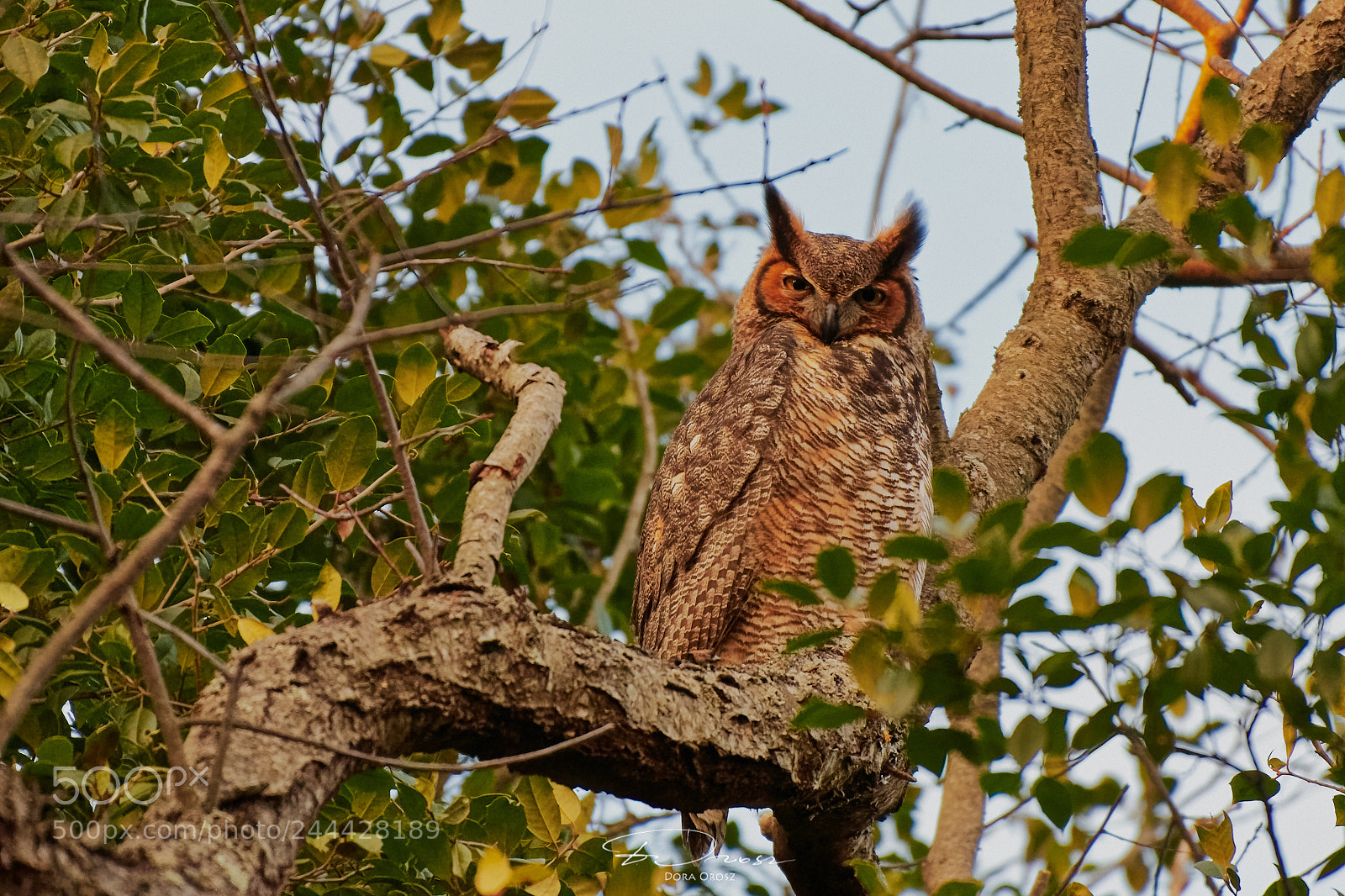 Nikon D500 sample photo. Great horned owl photography