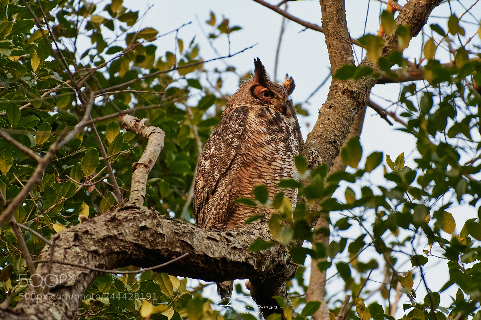 Nikon D500 sample photo. Great horned owl photography