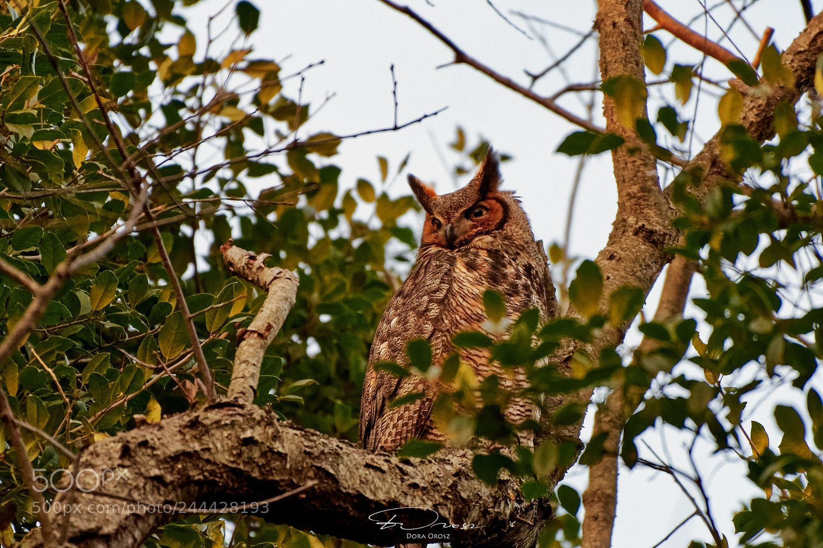 Nikon D500 sample photo. Great horned owl photography