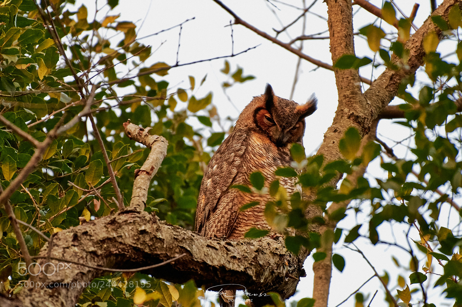 Nikon D500 sample photo. Great horned owl photography
