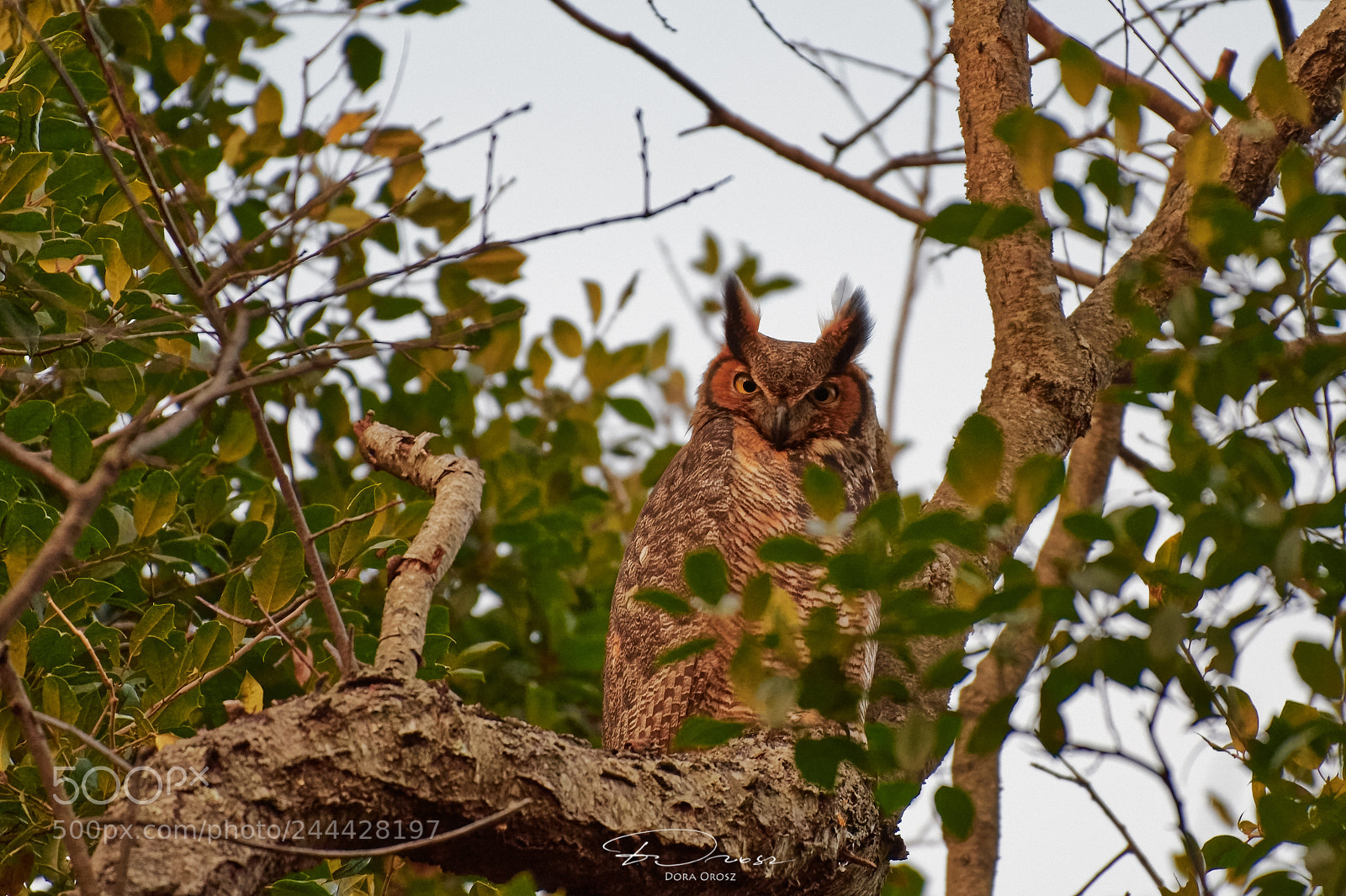 Nikon D500 sample photo. Great horned owl photography