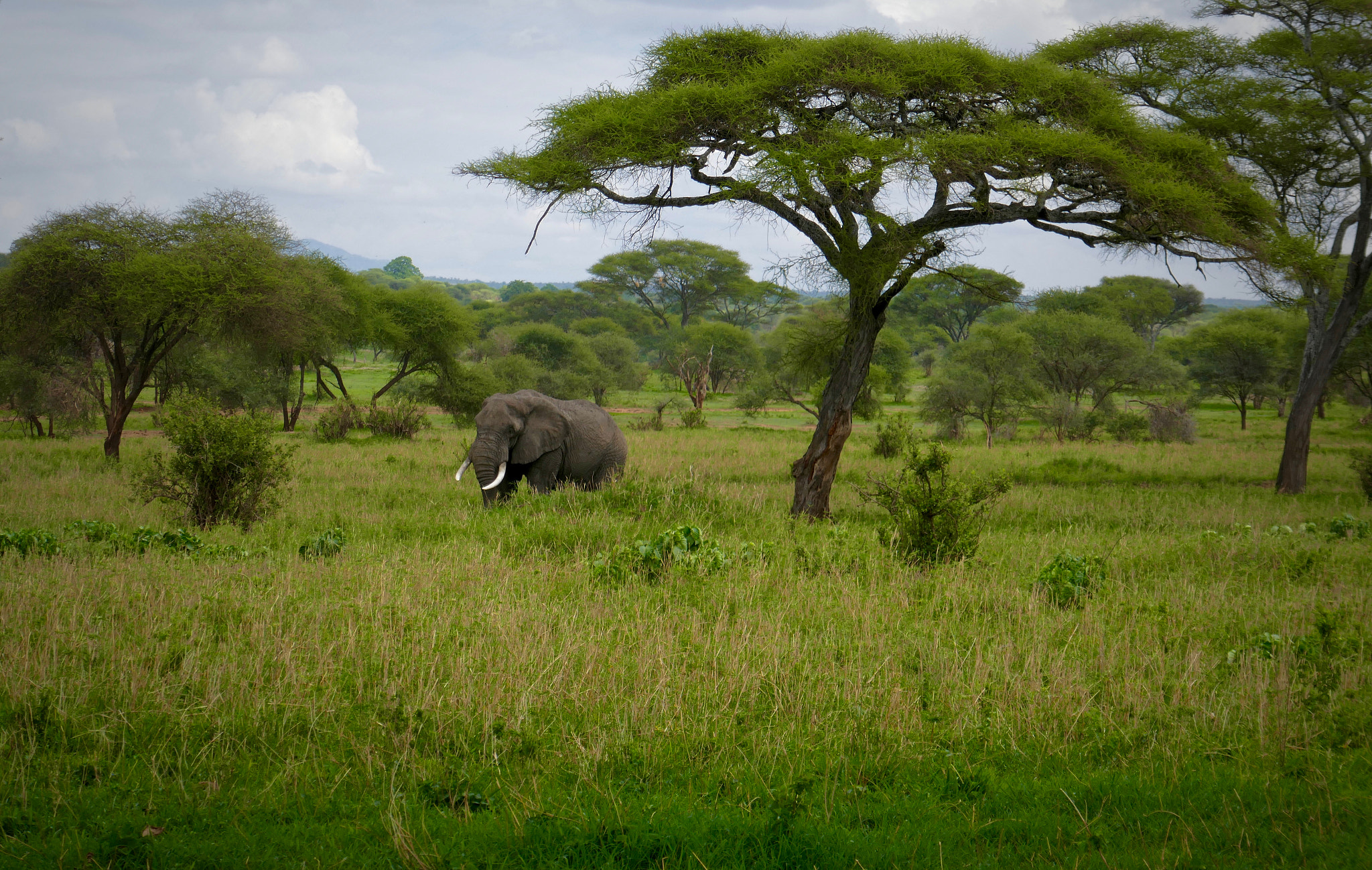 Panasonic Lumix DMC-ZS100 (Lumix DMC-TZ100) sample photo. Lone elephant, tarangire national park, tanzania photography