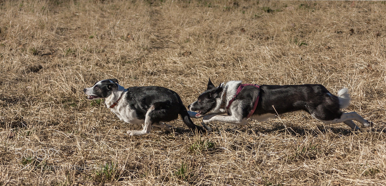 Canon EOS 40D sample photo. The chase is on! photography