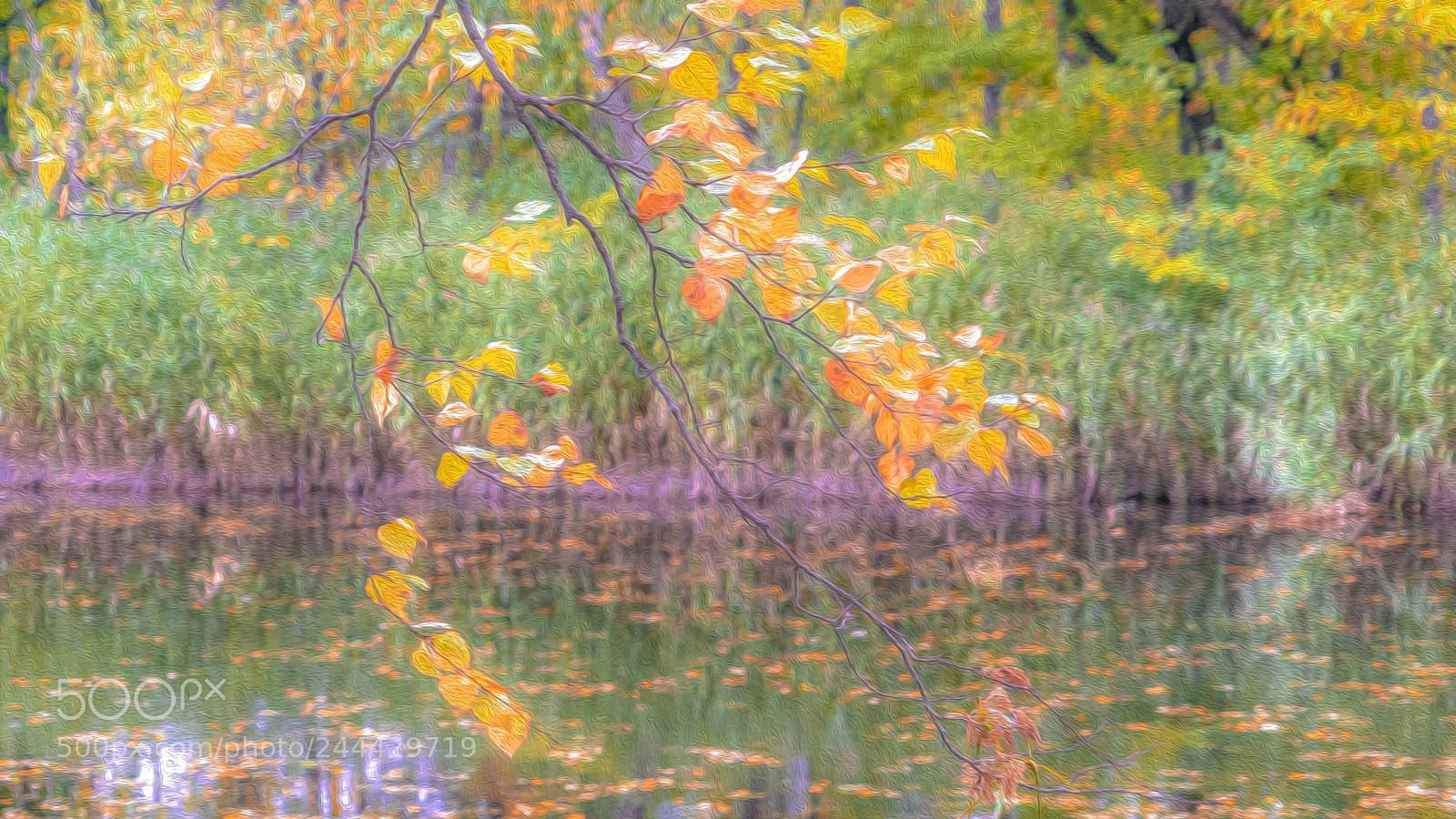 Sony a7 II sample photo. Japan autumn photography
