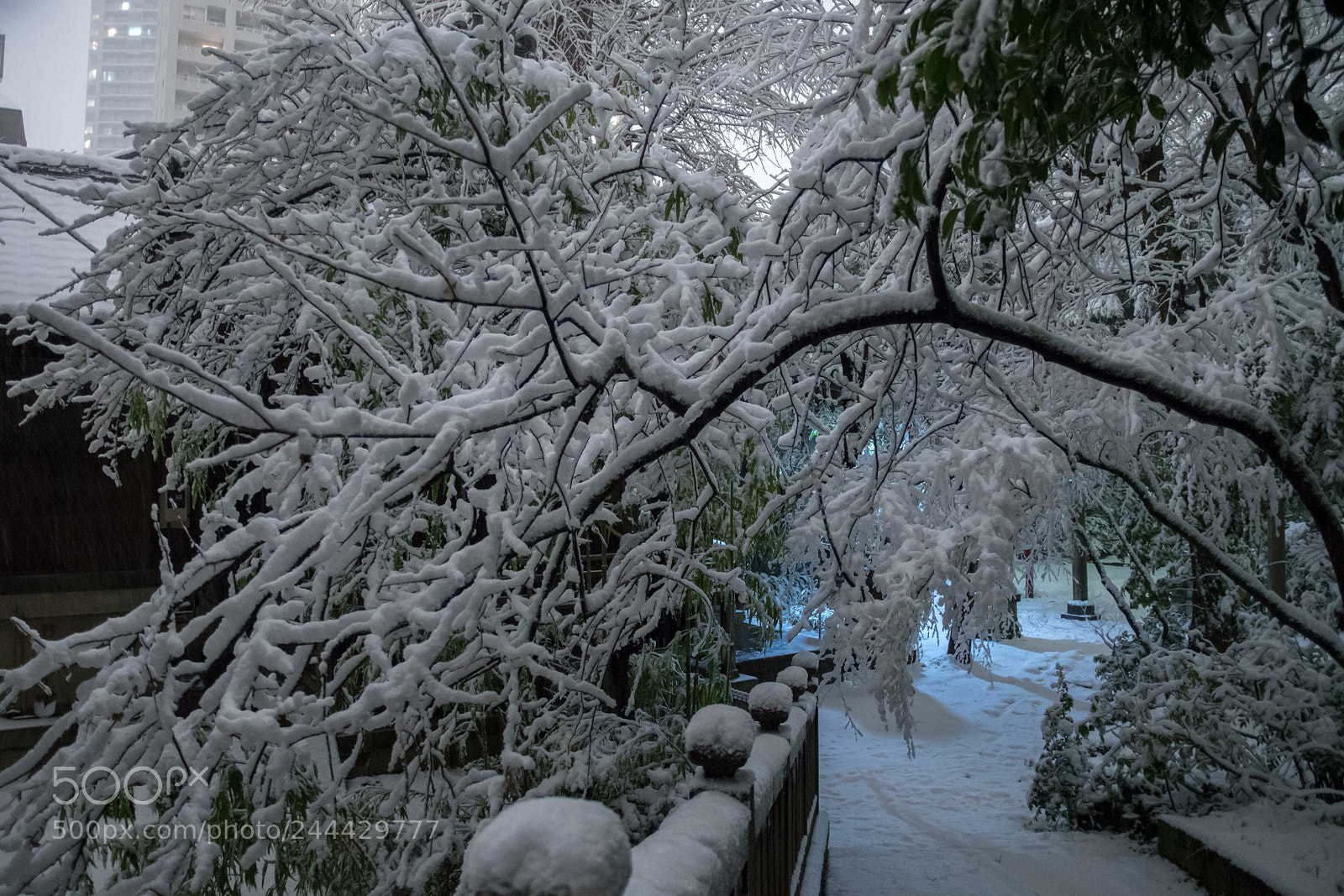 Nikon D500 sample photo. Tokyo blizzard photography