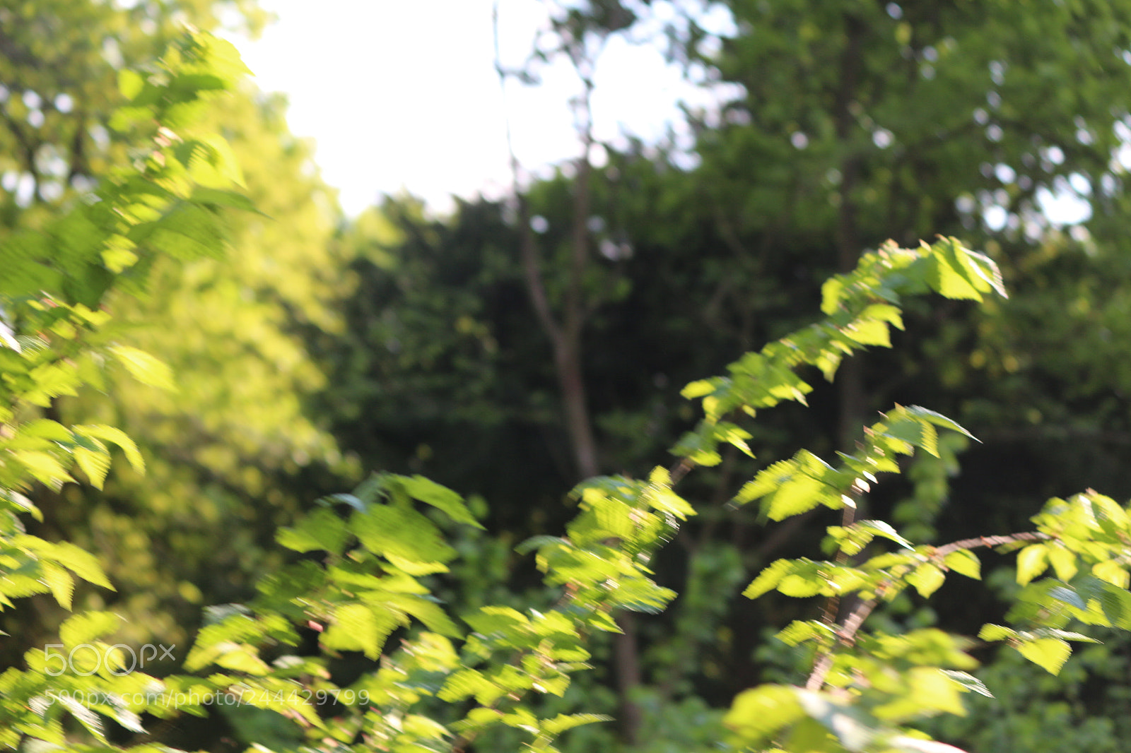 Canon EOS 650D (EOS Rebel T4i / EOS Kiss X6i) sample photo. Img photography