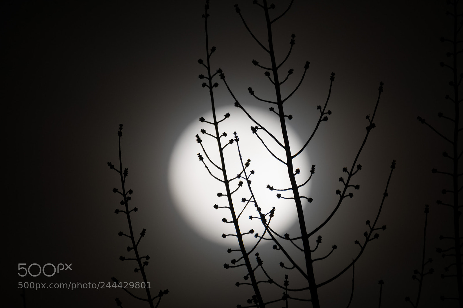 Nikon D500 sample photo. Super blue blood moon photography
