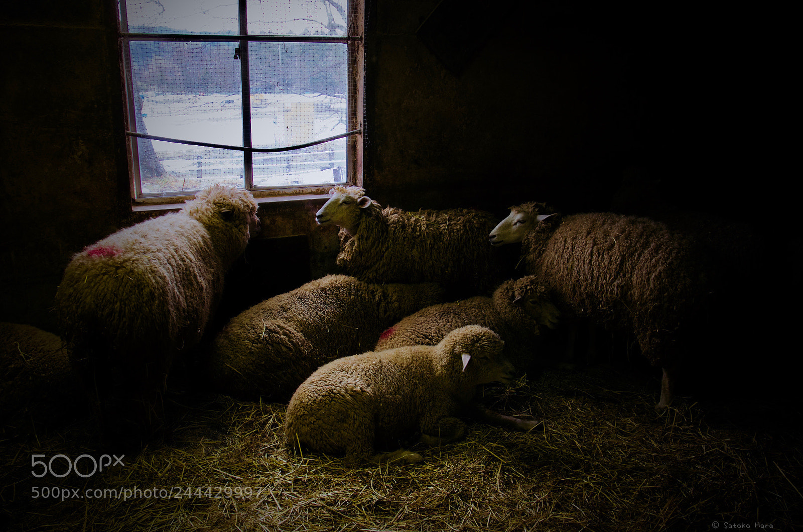 Pentax K-5 IIs sample photo. By the window photography