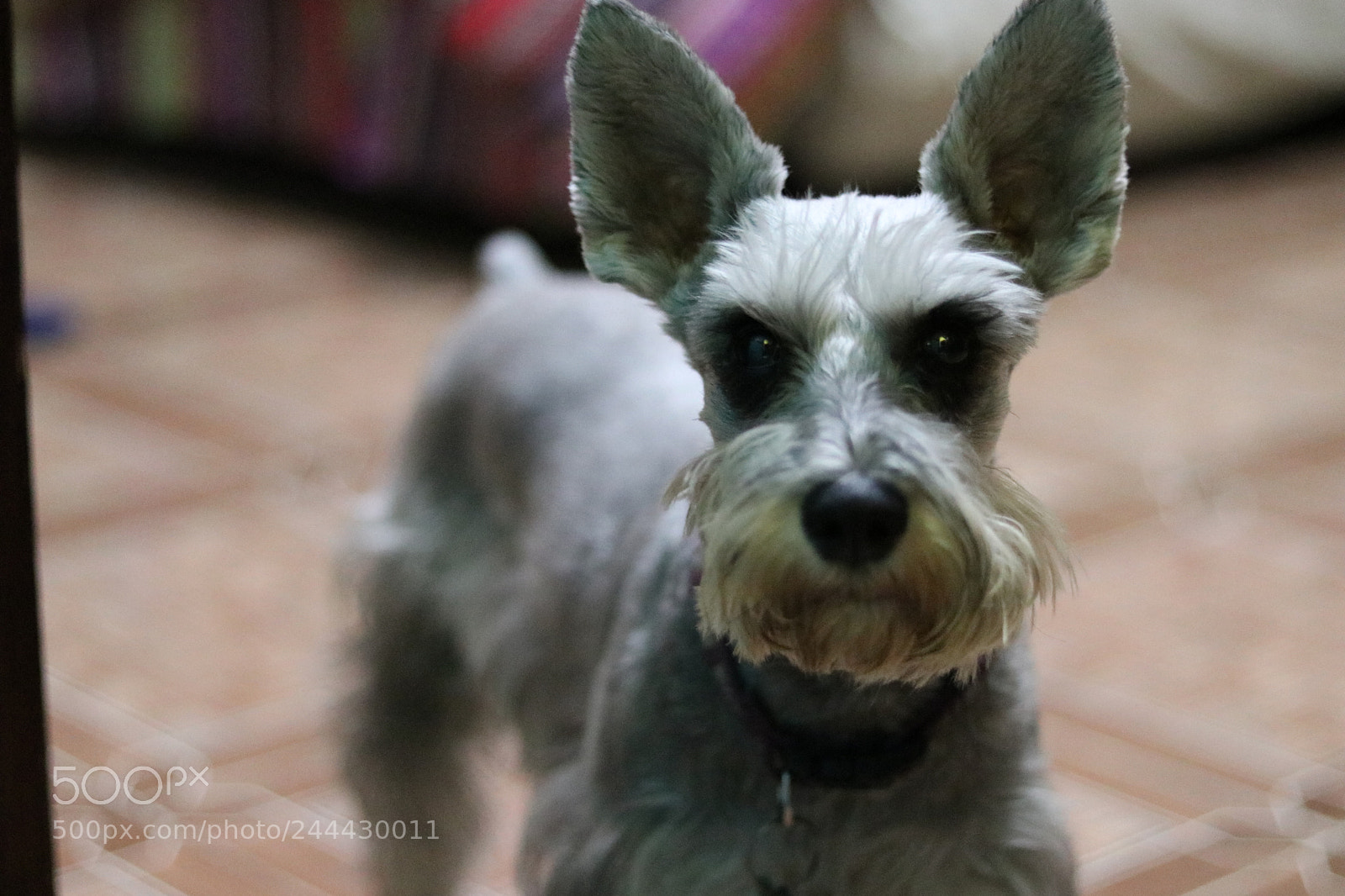 Canon EOS 80D + Canon EF 50mm F1.8 STM sample photo. Maia photography