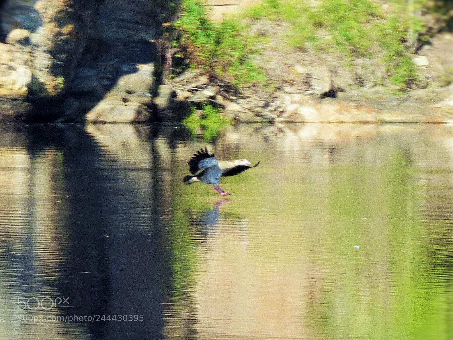 Panasonic Lumix DMC-FZ70 sample photo. Goose sitdown photography