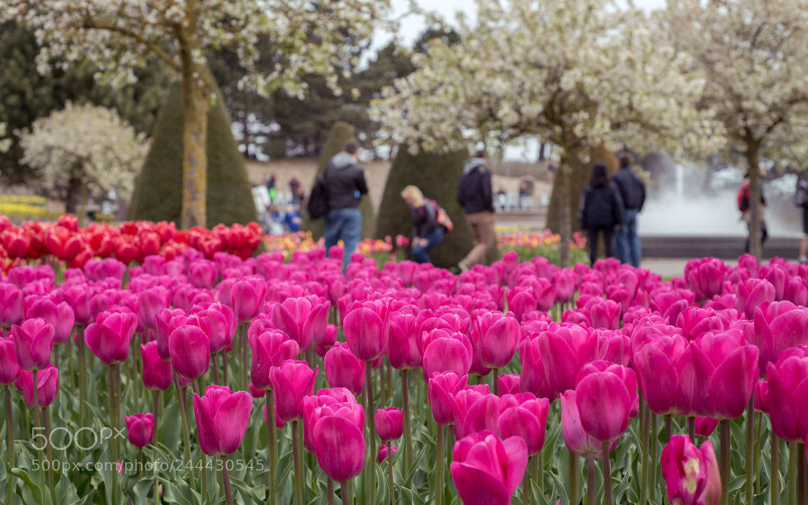 Nikon D810 sample photo. Keukenhof photography