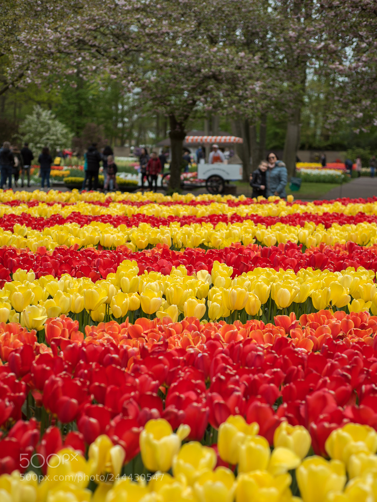 Nikon D810 sample photo. Keukenhof photography