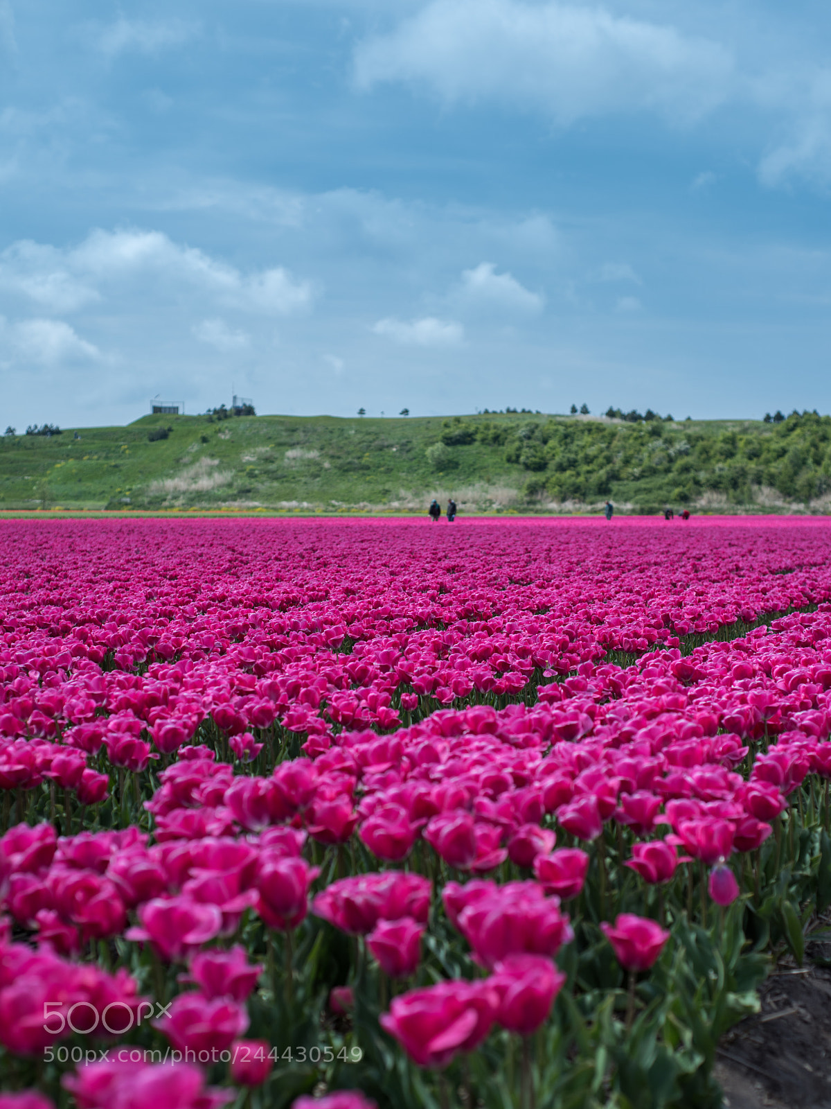 Nikon D810 sample photo. Keukenhof photography