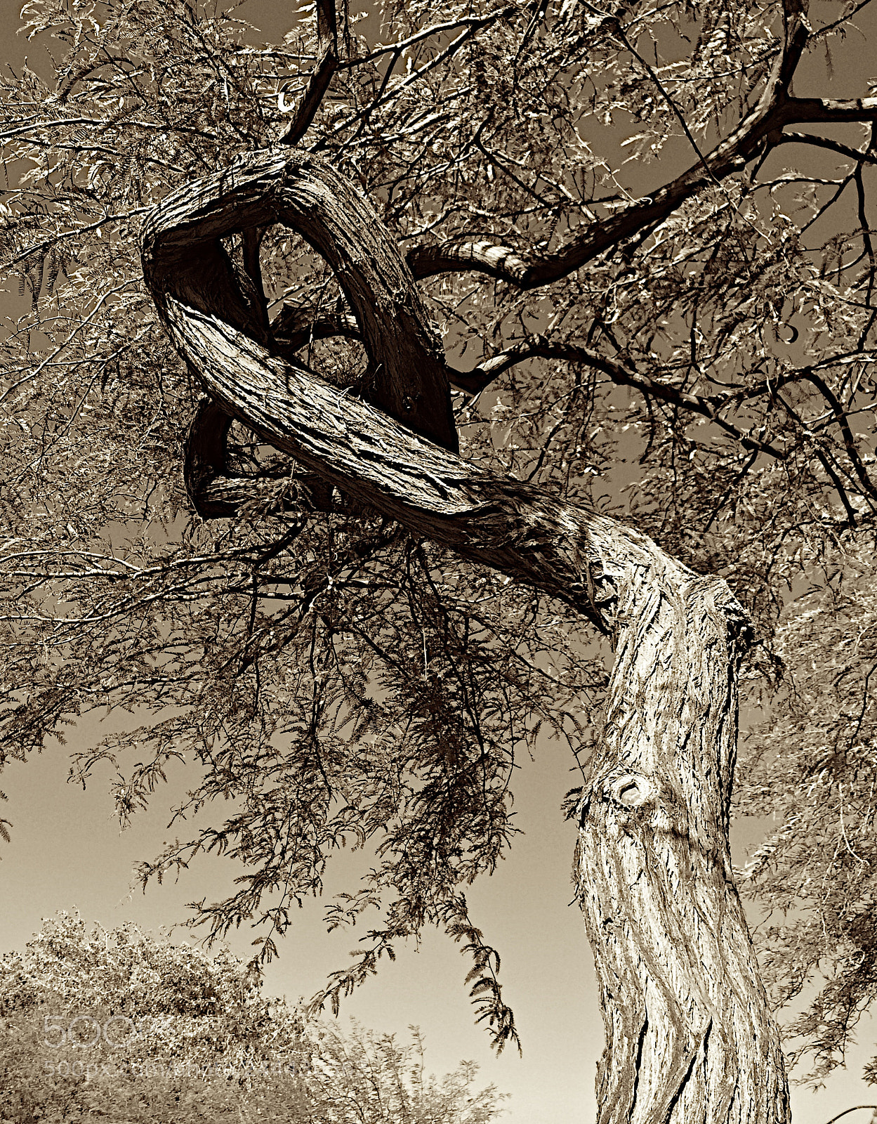 Apple iPhone 5s sample photo. Mesquite tree photography