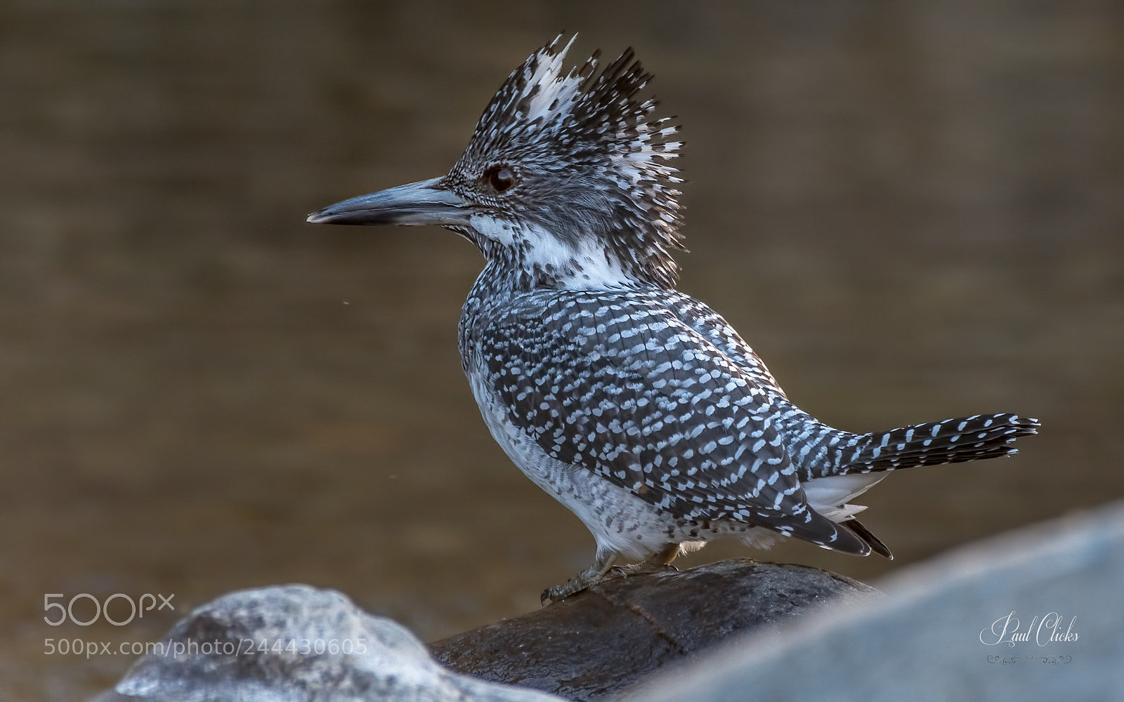 Nikon D500 sample photo. Crested kf photography