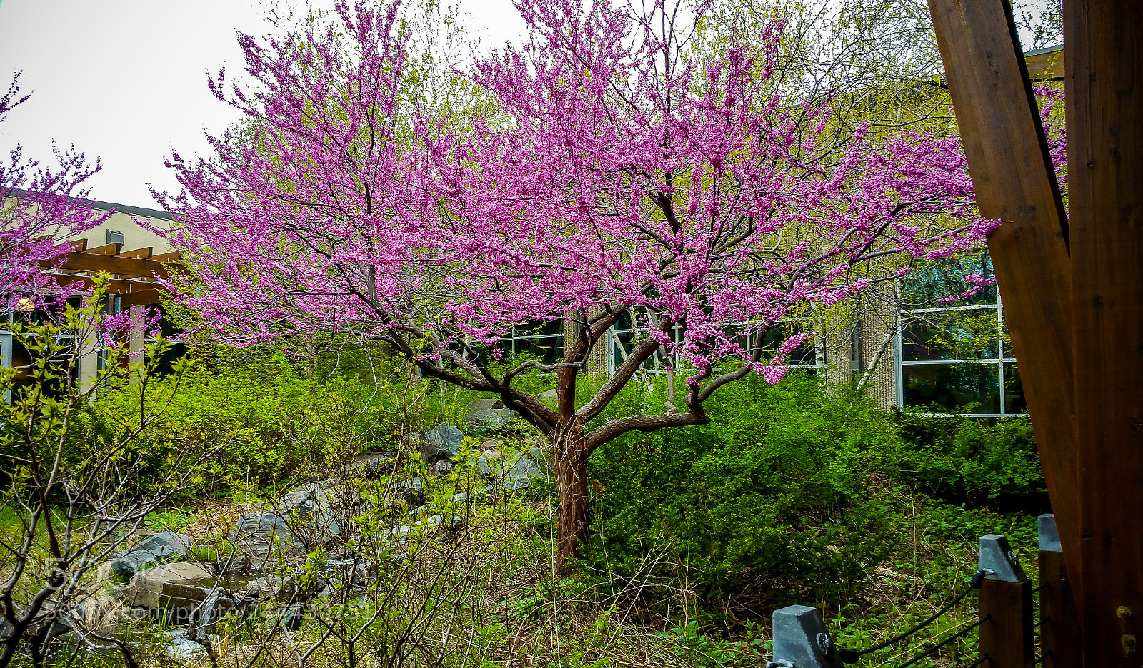 Samsung Galaxy Note4 sample photo. In bloom photography