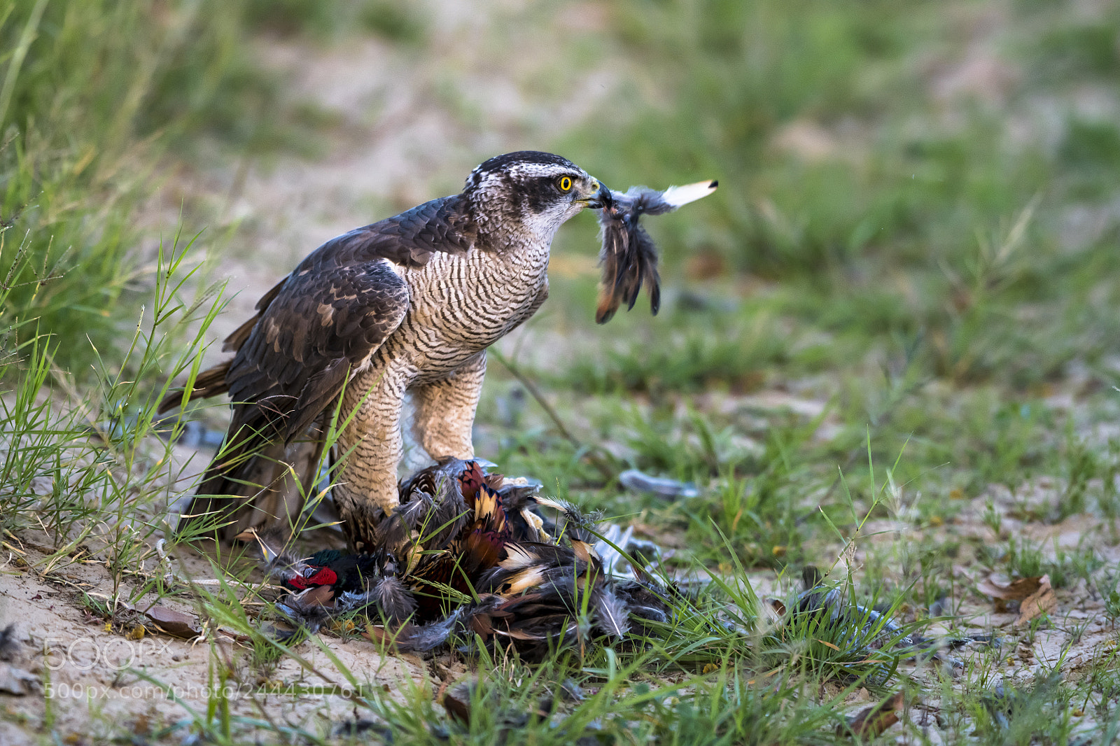 Nikon D850 sample photo. The hunter and the photography
