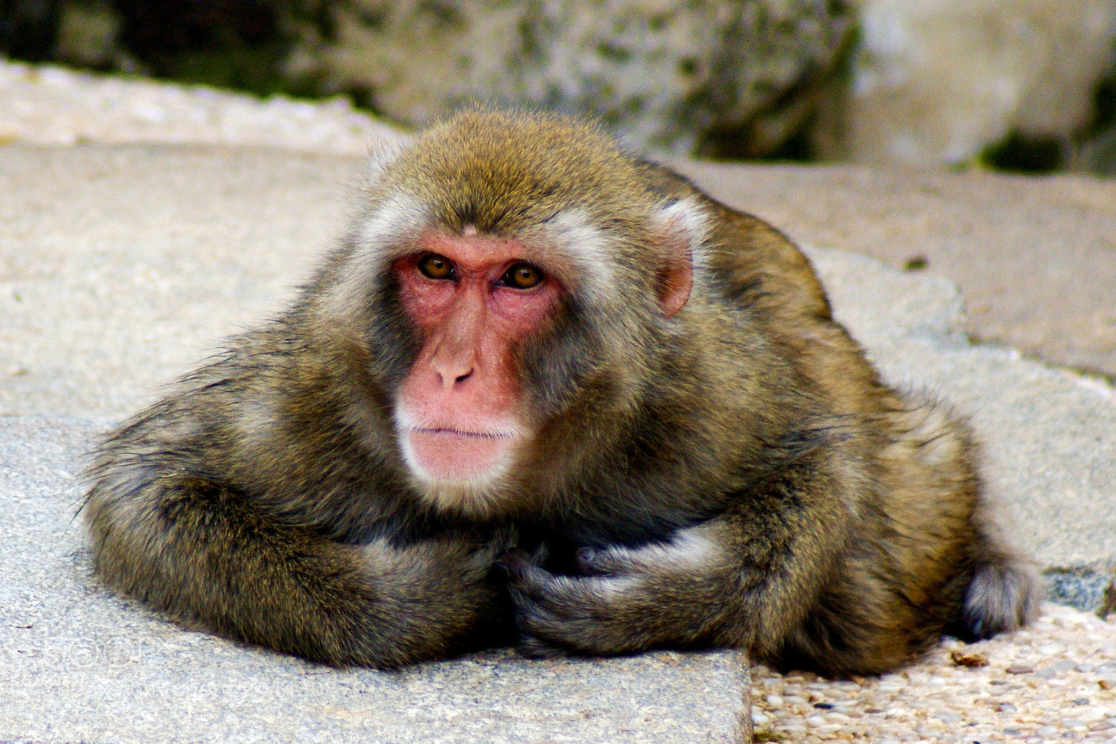 Sony Alpha DSLR-A350 sample photo. Every picture tells a photography