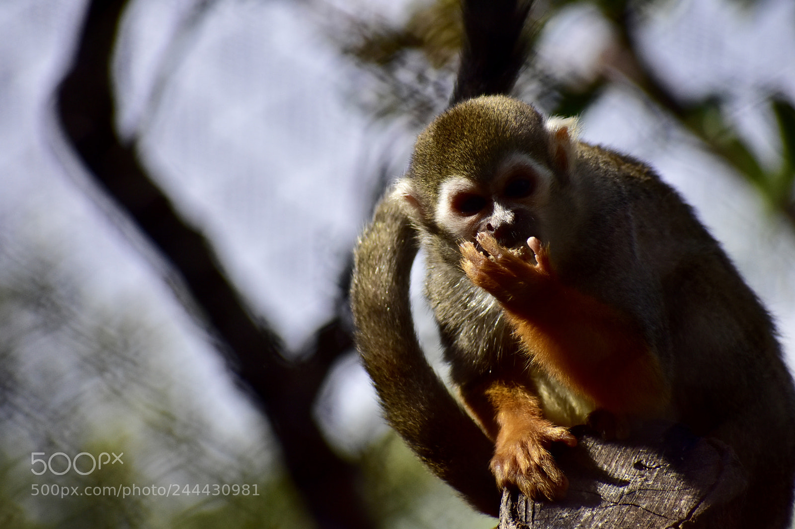 Nikon D3400 sample photo. Spider monkey photography