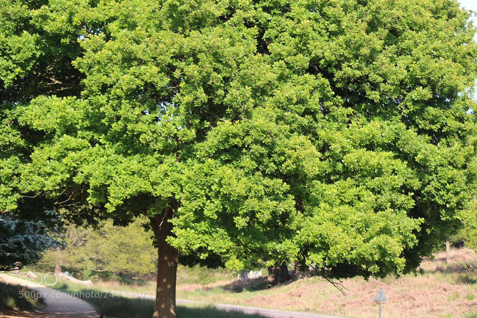 Canon EOS 650D (EOS Rebel T4i / EOS Kiss X6i) sample photo. Img photography