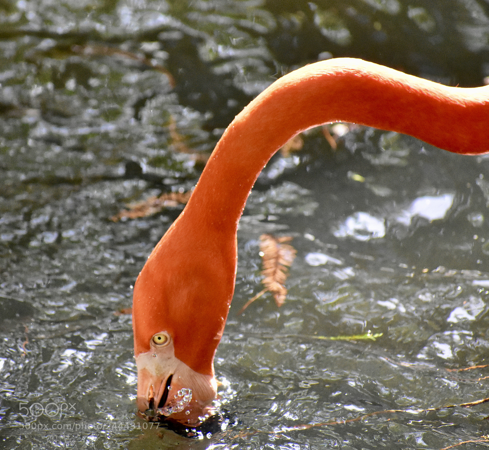 Nikon D3400 sample photo. Flamingo photography