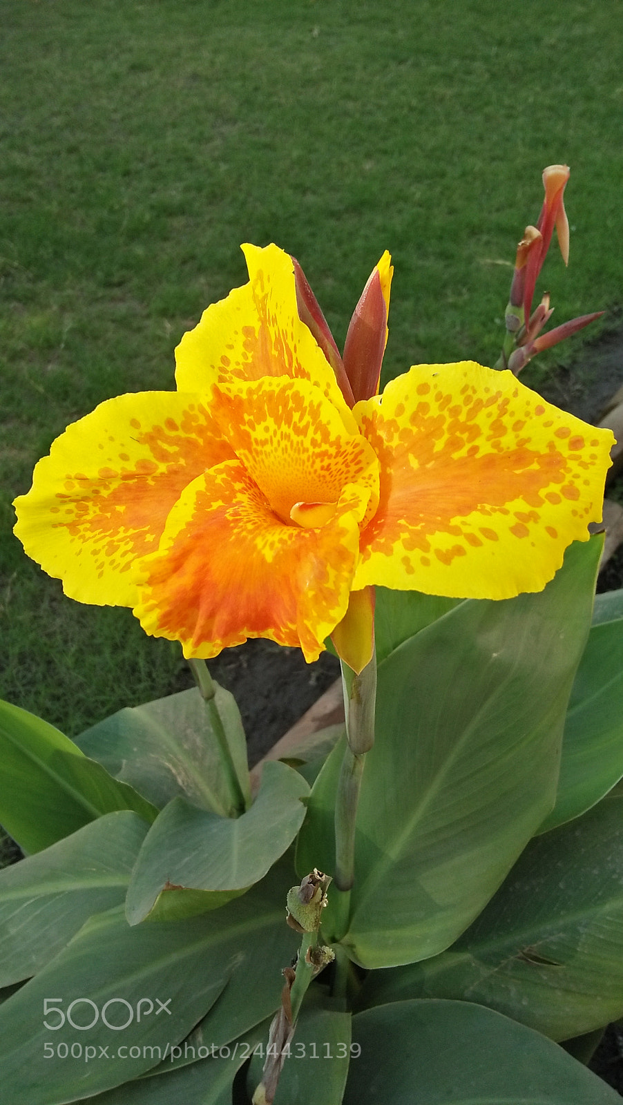 OPPO A37fw-International sample photo. Morning walk photography