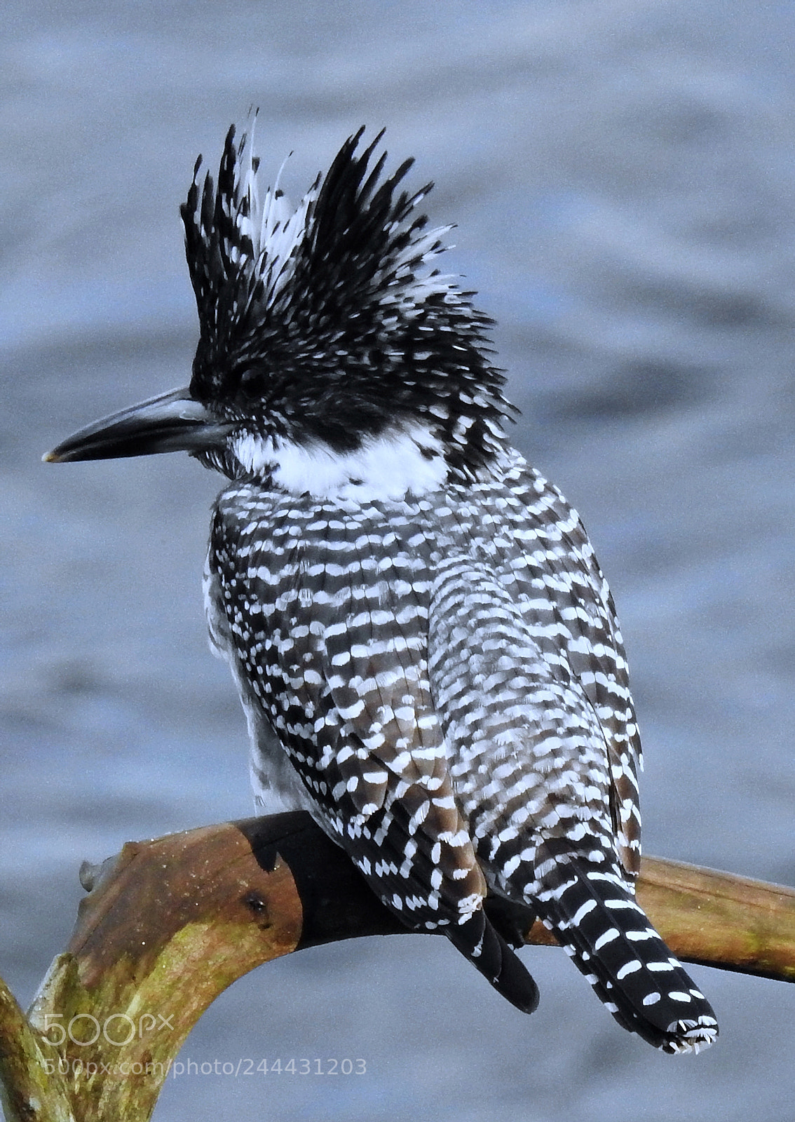 Nikon Coolpix P900 sample photo. Crested kingfisher photography