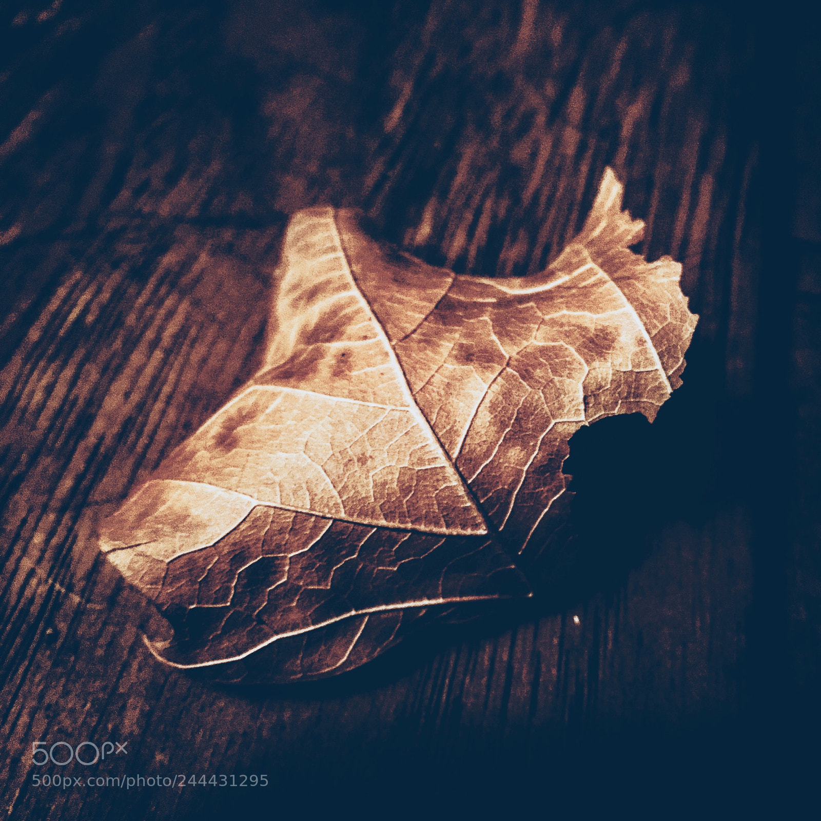 Apple iPhone 6s Plus sample photo. A lonely leaf in photography