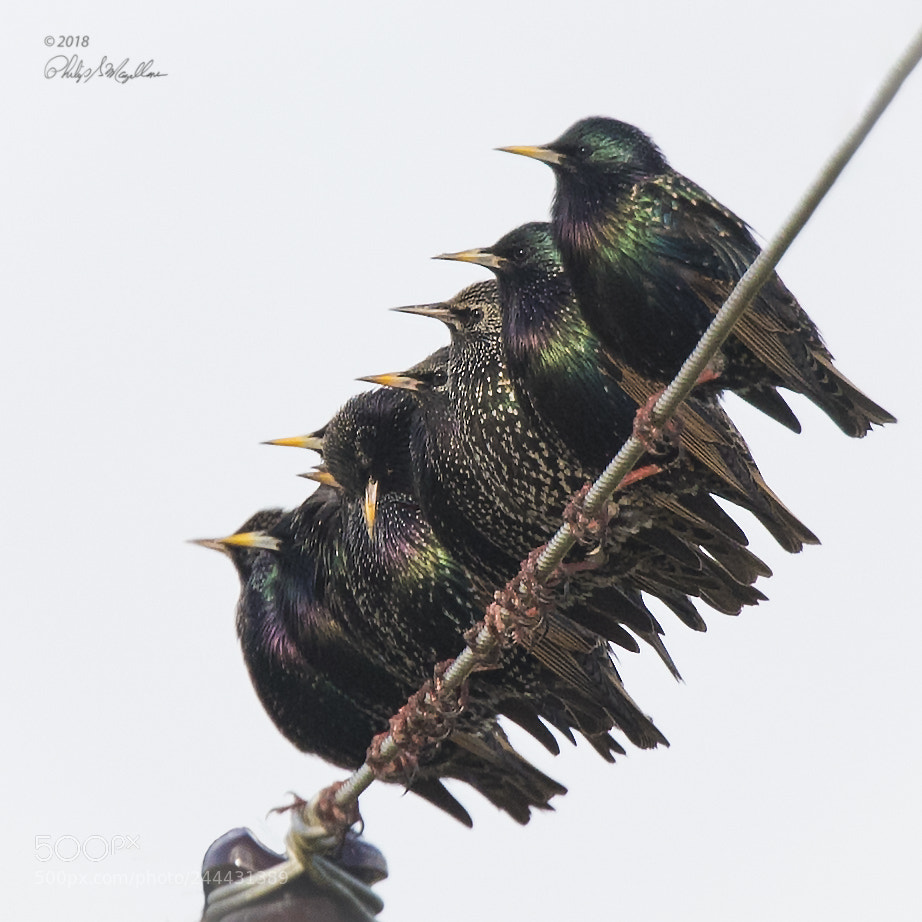 Nikon D500 sample photo. European starlings photography
