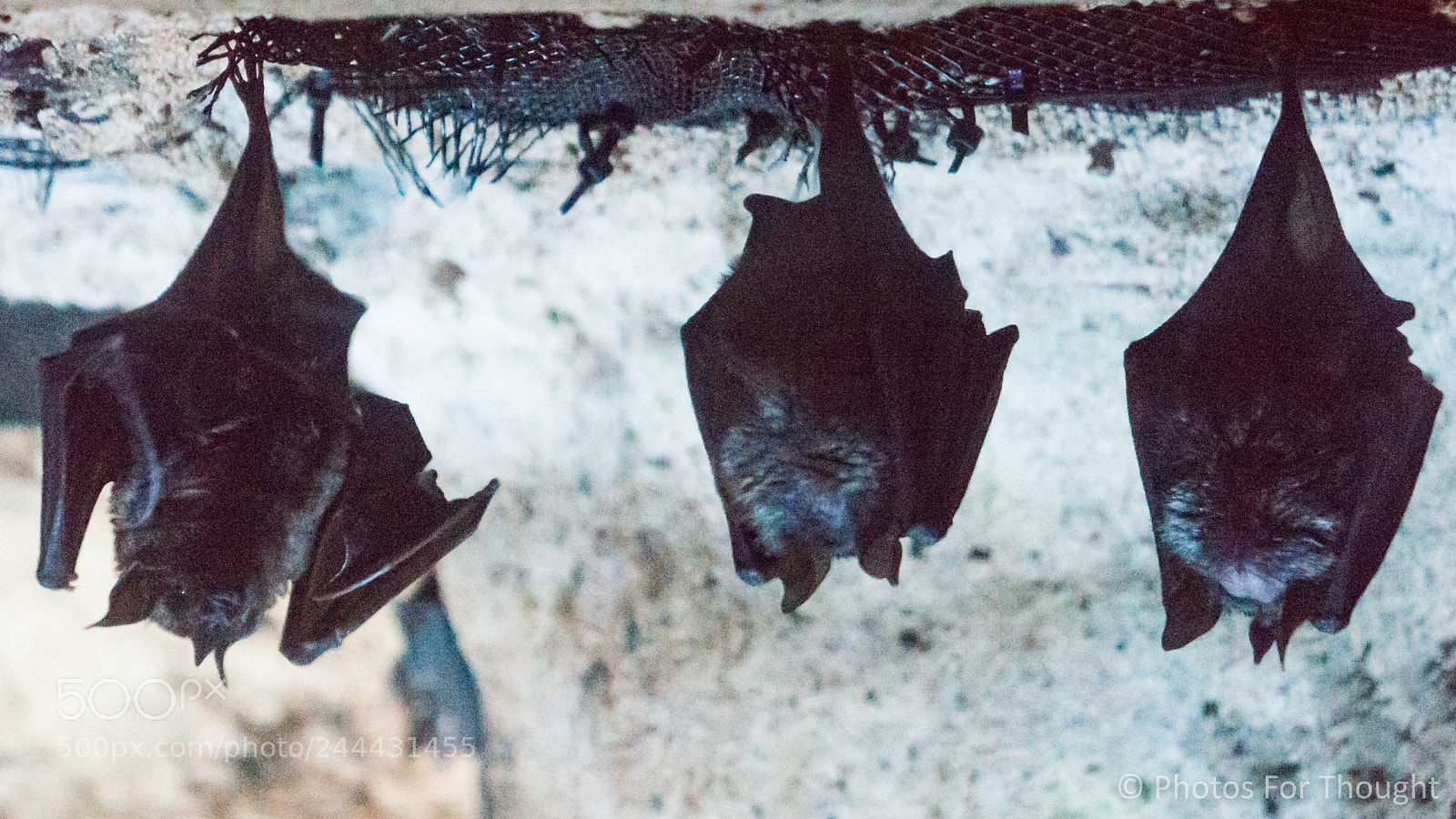 Sony Alpha NEX-5R sample photo. Bats photography