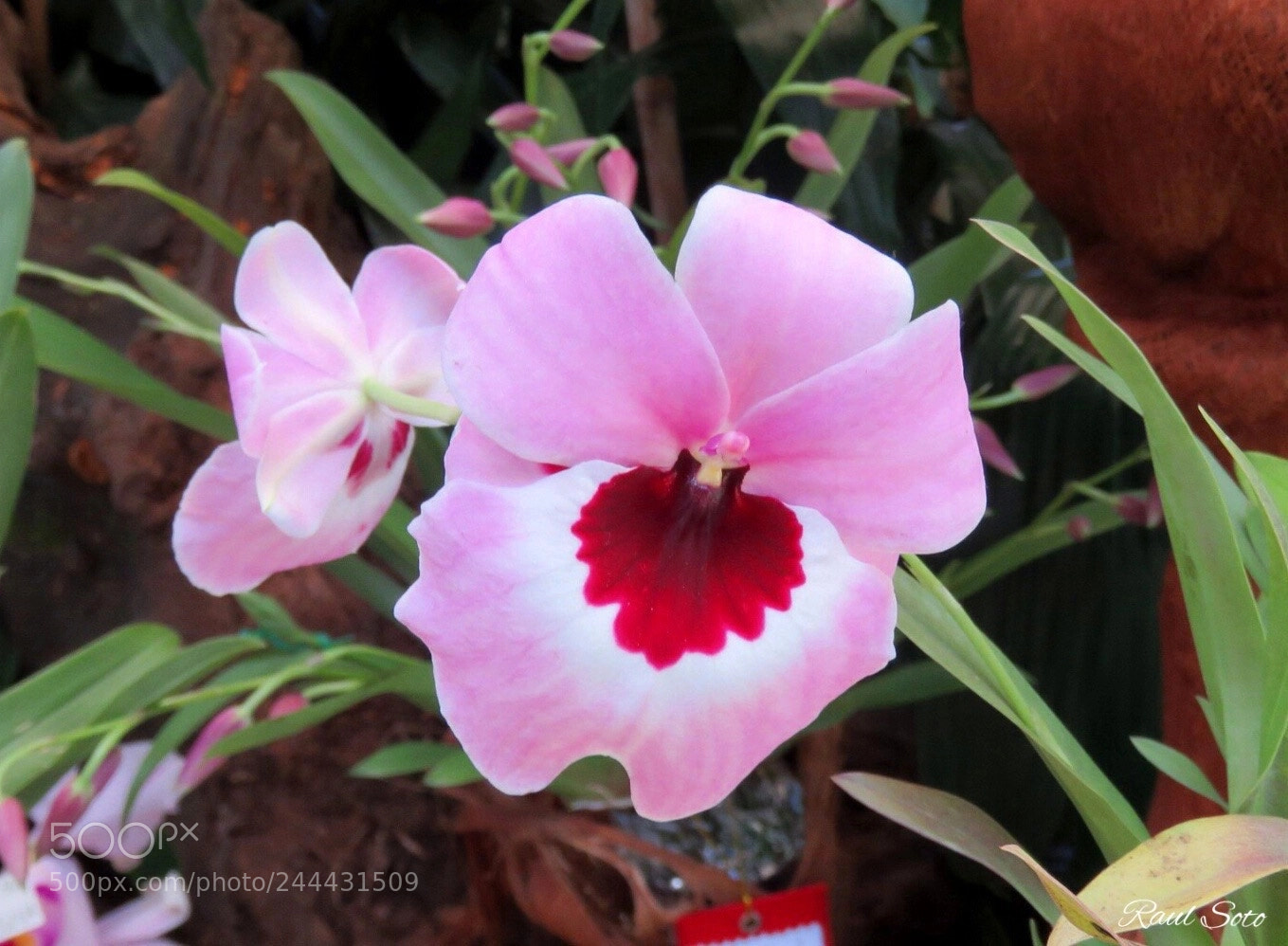 Canon PowerShot SX60 HS sample photo. Josefina photography