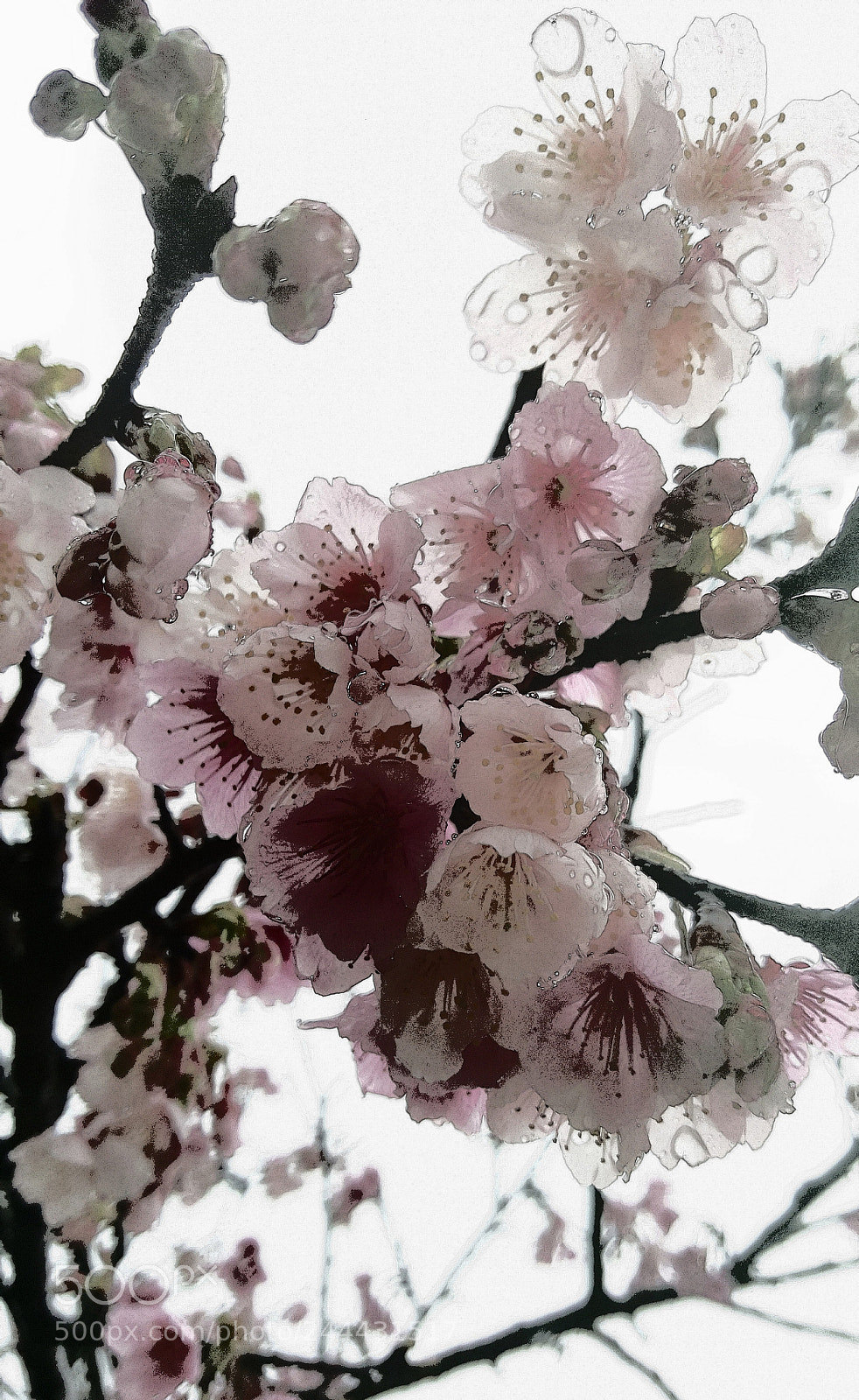 Samsung Galaxy Note5 sample photo. Untitled photography
