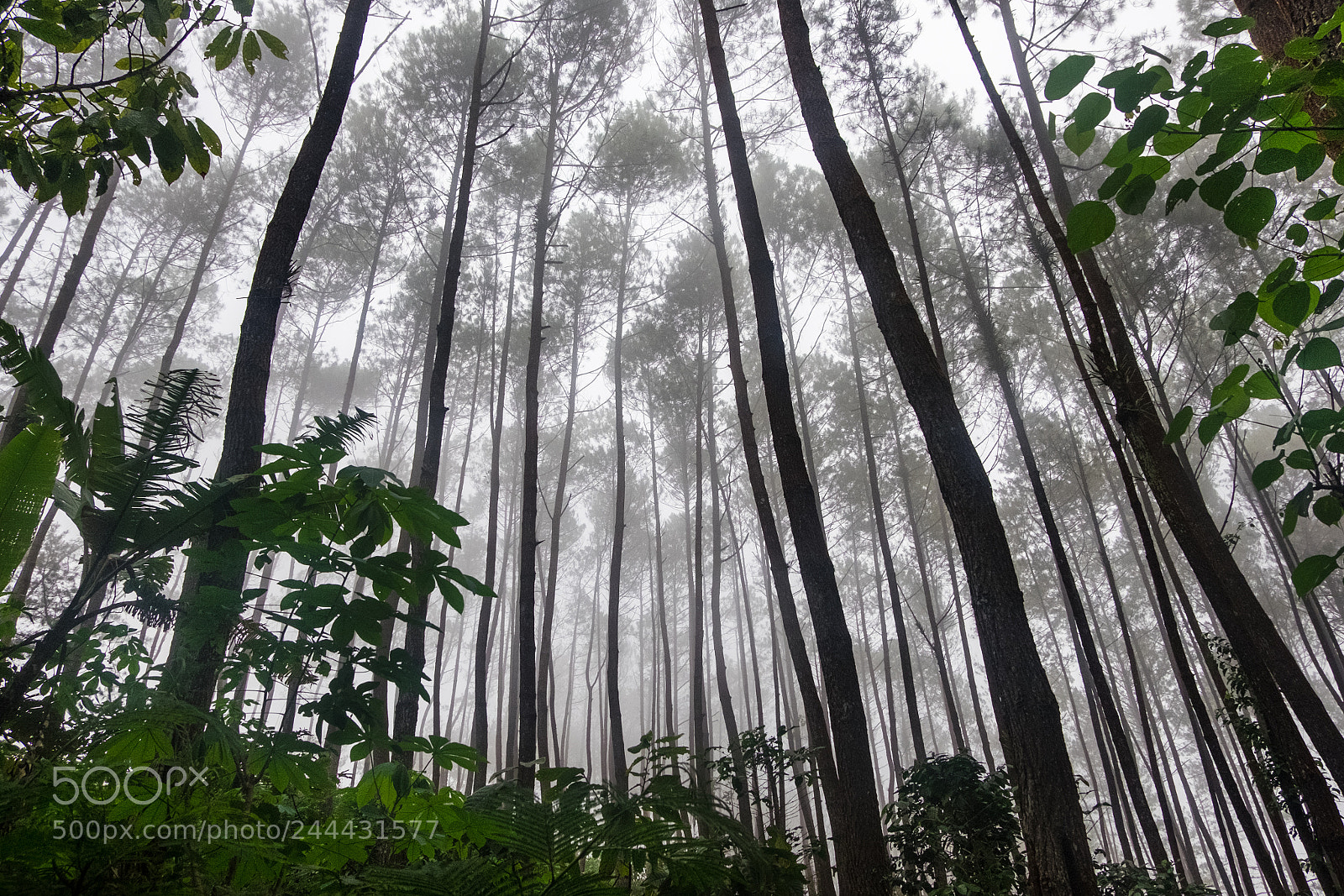 Fujifilm X-T10 sample photo. _dsf4211-2.jpg photography