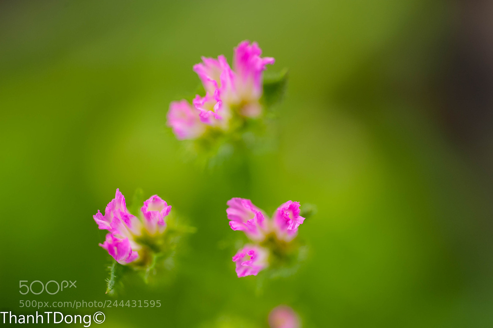 Nikon D700 sample photo. Pink delight photography