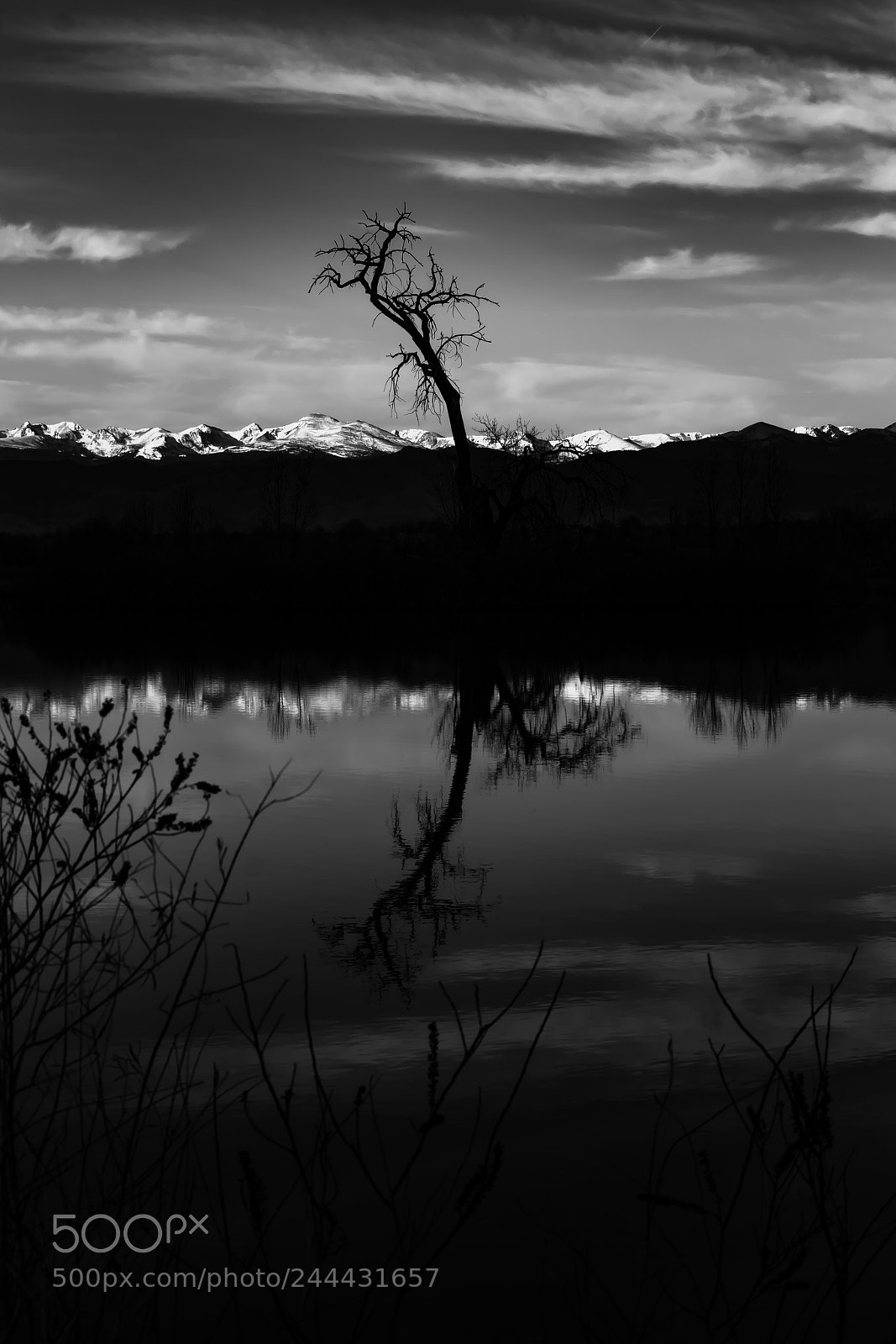 Canon EOS 60D sample photo. Dead tree silhouetted against photography