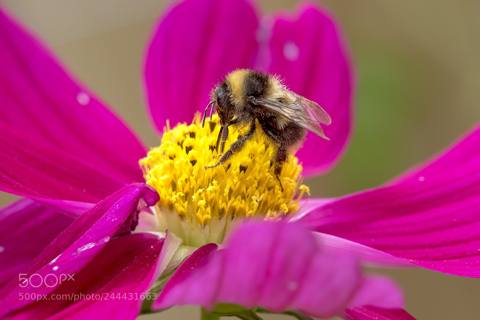 Canon EOS 7D Mark II sample photo. Bumble bee photography