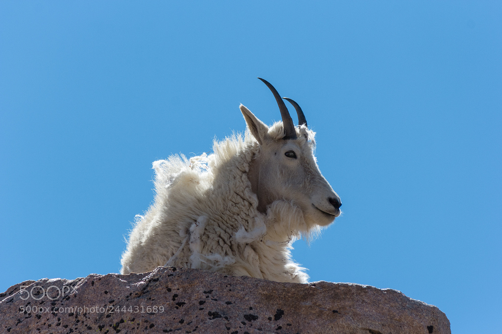 Canon EOS 60D sample photo. Billy goat gruff photography
